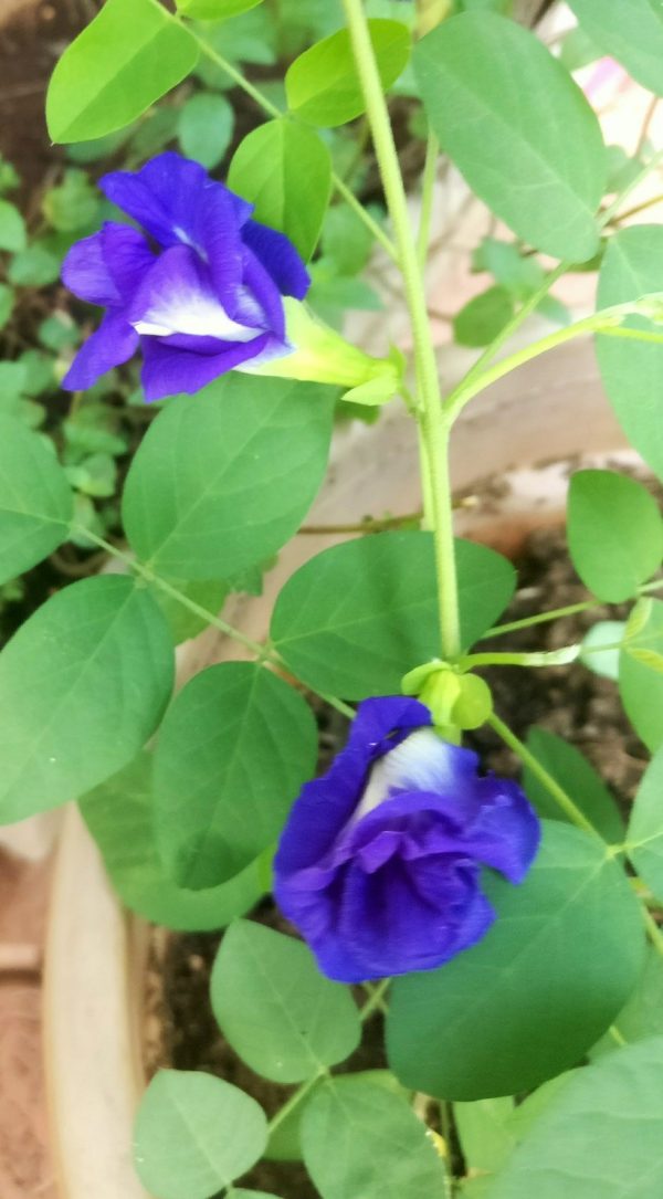 Blue Tea (butterfly pea flower tea) My Foodcourt